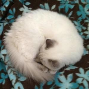 Meet your Posher, Marie